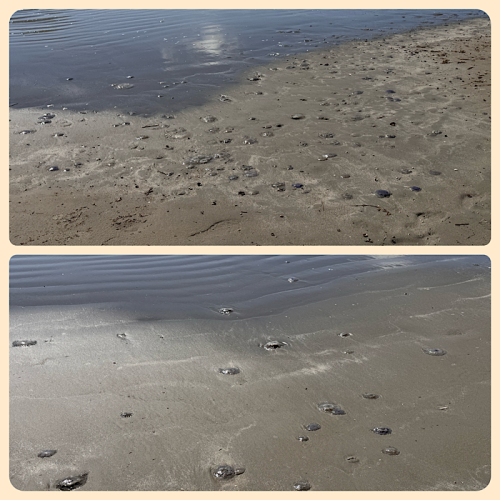 Der Strand ist voll von Quallen 